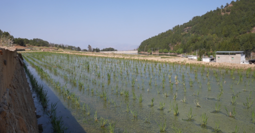 会东县“旱改水”助力农业升级,绘就致富新画卷插图3 会东县“旱改水”助力农业升级,绘就致富新画卷插图3