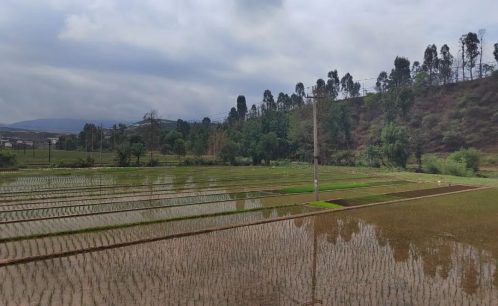 会东姜州镇:初夏插秧农忙时刻-会东网