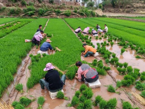 春雷霉素与多抗霉素的对比及混用注意事项-会东网