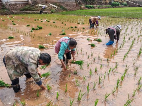 会东姜州镇：初夏插秧农忙时刻插图4