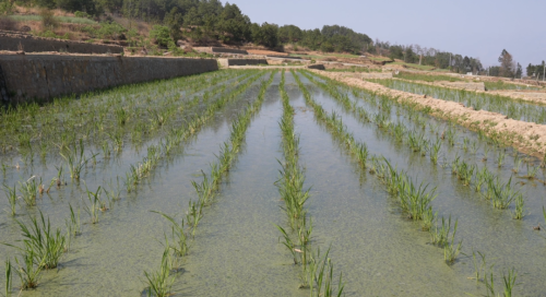 会东县“旱改水”助力农业升级,绘就致富新画卷插图2 会东县“旱改水”助力农业升级,绘就致富新画卷插图2