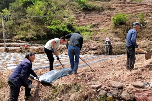 四川凉山州会理市太平镇新闻（会理市烤烟栽种介绍）插图