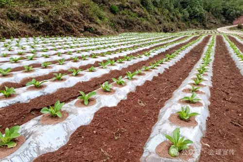 春雷霉素作用和使用介绍(春雷霉素使用疑惑解答)插图3 春雷霉素作用和使用介绍(春雷霉素使用疑惑解答)插图3