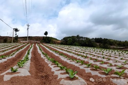 四川凉山州会理市太平镇新闻（会理市烤烟栽种介绍）插图2