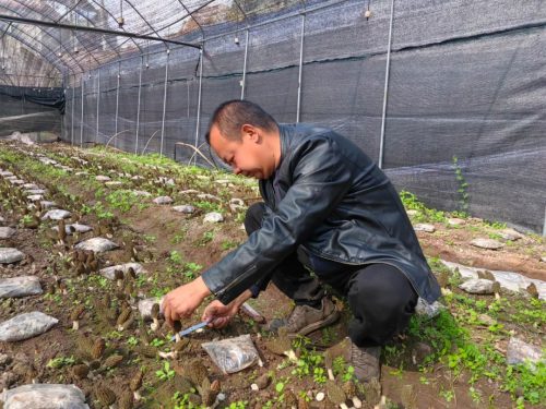退伍军人张红剑：羊肚菌种植助力乡村振兴，实现“一地双收”插图