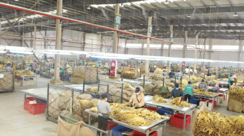 会东复烤厂助力乡村振兴:烟叶复烤为当地群众开辟增收新途径插图1 会东复烤厂助力乡村振兴:烟叶复烤为当地群众开辟增收新途径插图1