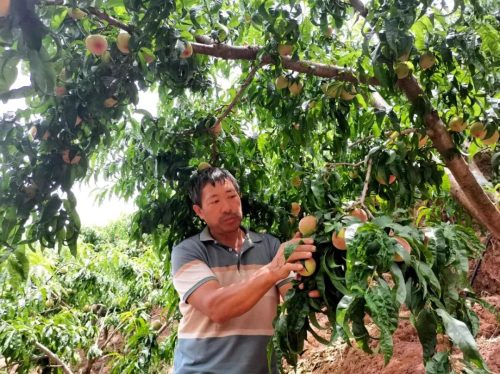 东县鲹鱼河镇:笔落村果蔬产业兴旺,助力乡村振兴谱写新篇章-会东网