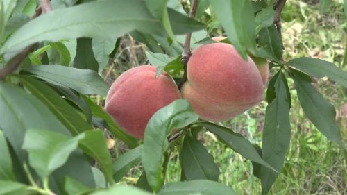 东县鲹鱼河镇：笔落村果蔬产业兴旺，助力乡村振兴谱写新篇章插图1