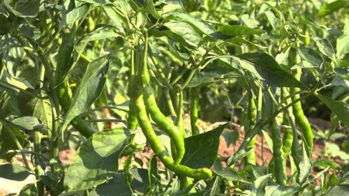 东县鲹鱼河镇：笔落村果蔬产业兴旺，助力乡村振兴谱写新篇章插图4