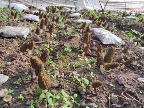 退伍军人张红剑：羊肚菌种植助力乡村振兴，实现“一地双收”-会东网