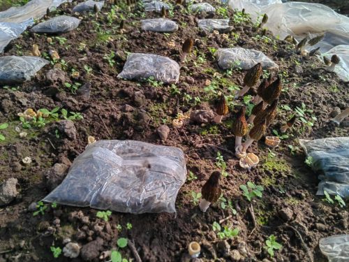 退伍军人张红剑：羊肚菌种植助力乡村振兴，实现“一地双收”插图3