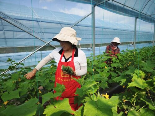 会东鱼城街道鹤益社区的蔬菜大棚采摘插图1 会东鱼城街道鹤益社区的蔬菜大棚采摘插图1