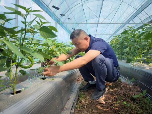 会东鱼城街道鹤益社区的蔬菜大棚采摘插图2 会东鱼城街道鹤益社区的蔬菜大棚采摘插图2