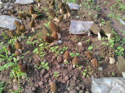 退伍军人张红剑：羊肚菌种植助力乡村振兴，实现“一地双收”插图4