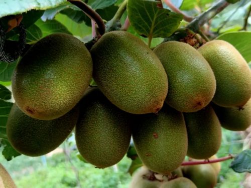 会东县文箐村“逆袭”记:阳天万坚持种树终获丰收,带领村民共奔致富路插图3 会东县文箐村“逆袭”记:阳天万坚持种树终获丰收,带领村民共奔致富路插图3