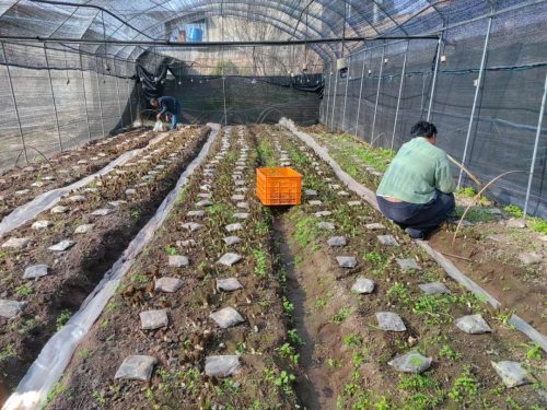 退伍军人张红剑：羊肚菌种植助力乡村振兴，实现“一地双收”插图2
