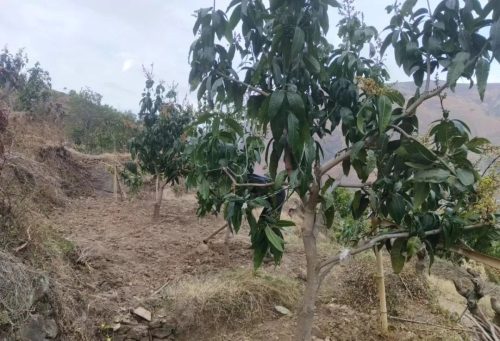 会东松坪镇老旺山村精细管理芒果田,力促产量提升与农民增收-会东网