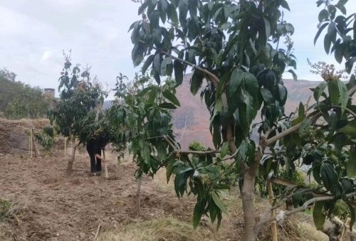 会东松坪镇老旺山村精细管理芒果田，力促产量提升与农民增收插图