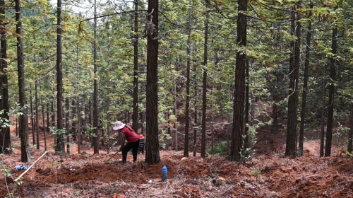会东县江西街乡碗厂村黑嘎国有林区林下经济插图 会东县江西街乡碗厂村黑嘎国有林区林下经济插图