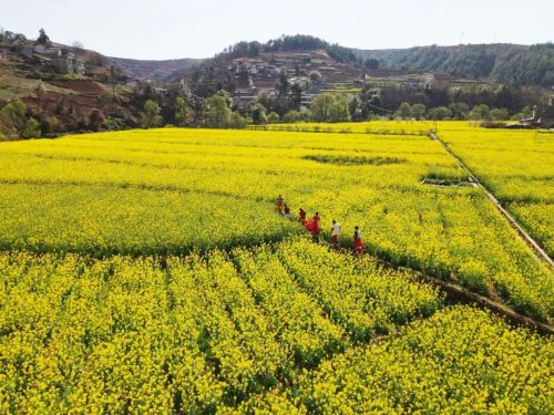会东县:振兴乡村,粮油现代农业园区引领农旅融合新篇章-会东网