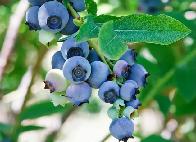 会东资讯:会东县四季鲜果采摘攻略:蓝莓、车厘子、油桃、芒果-会东网