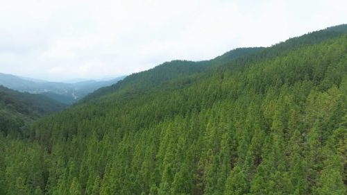 会东县江西街乡碗厂村黑嘎国有林区林下经济-会东网