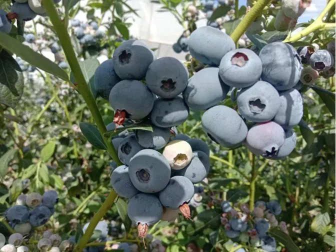 会东资讯:会东县四季鲜果采摘攻略:蓝莓、车厘子、油桃、芒果插图1 会东资讯:会东县四季鲜果采摘攻略:蓝莓、车厘子、油桃、芒果插图1