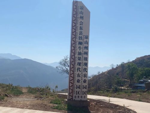 会东县牛油果产业:黄金产业助农增收致富-会东网