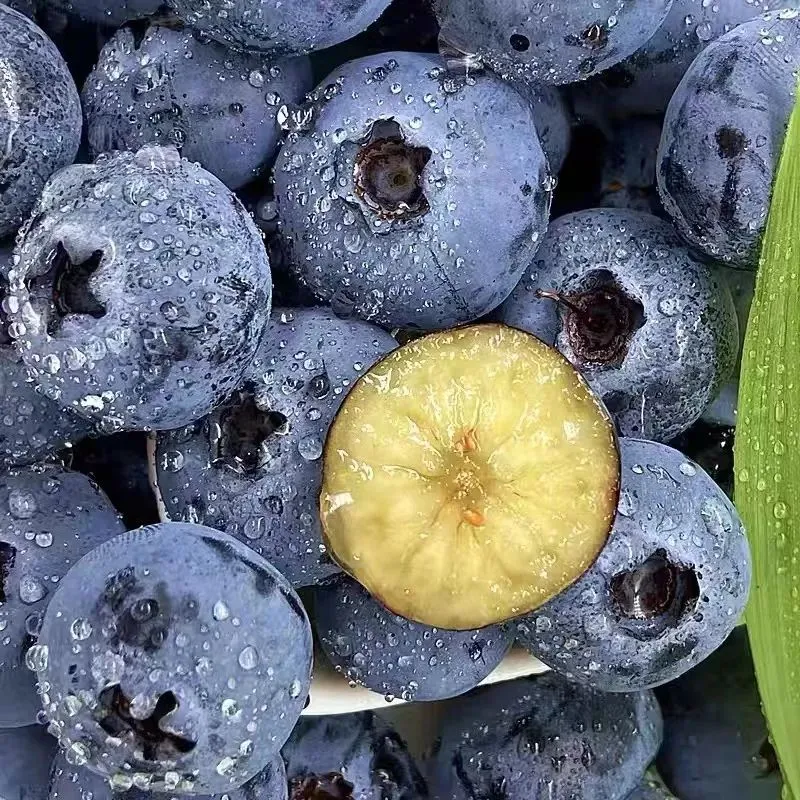 会东资讯:会东县四季鲜果采摘攻略:蓝莓、车厘子、油桃、芒果插图2 会东资讯:会东县四季鲜果采摘攻略:蓝莓、车厘子、油桃、芒果插图2