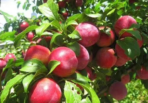 会东资讯:会东县四季鲜果采摘攻略:蓝莓、车厘子、油桃、芒果插图9 会东资讯:会东县四季鲜果采摘攻略:蓝莓、车厘子、油桃、芒果插图9