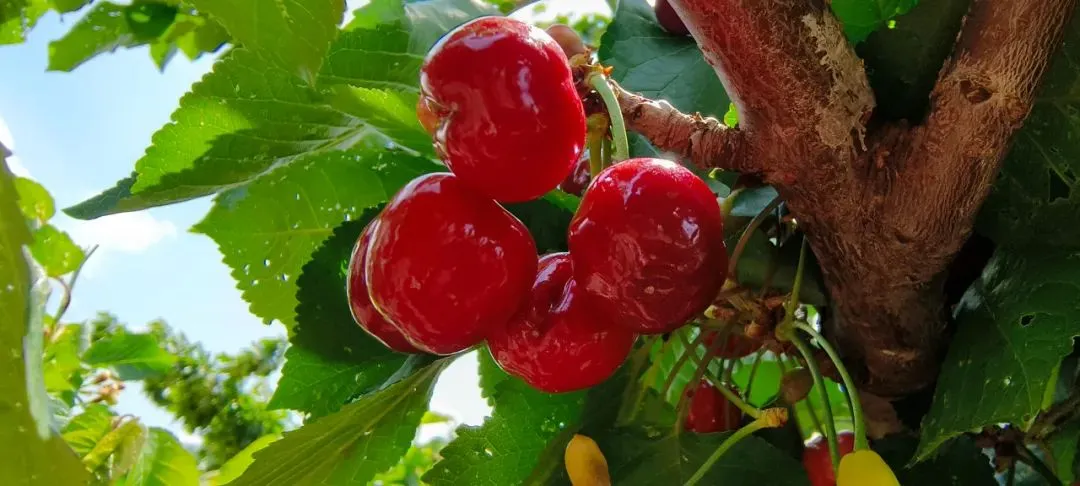 会东资讯:会东县四季鲜果采摘攻略:蓝莓、车厘子、油桃、芒果插图5 会东资讯:会东县四季鲜果采摘攻略:蓝莓、车厘子、油桃、芒果插图5