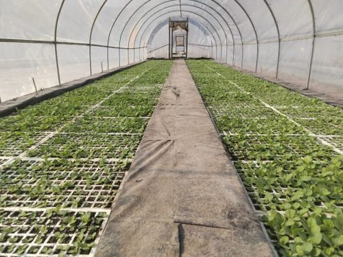 鲹鱼河镇抢抓时节，精细管理烤烟育苗，助力乡村振兴-会东网