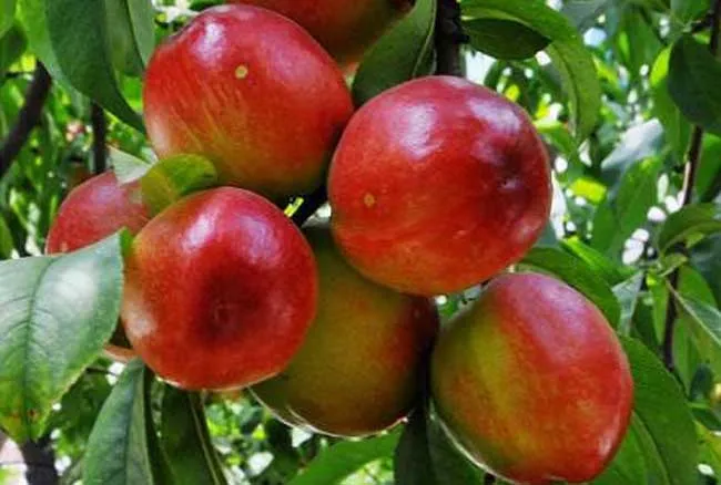 会东资讯:会东县四季鲜果采摘攻略:蓝莓、车厘子、油桃、芒果插图7 会东资讯:会东县四季鲜果采摘攻略:蓝莓、车厘子、油桃、芒果插图7