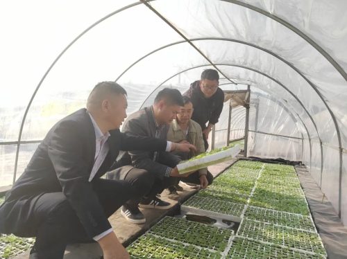 鲹鱼河镇抢抓时节，精细管理烤烟育苗，助力乡村振兴插图3