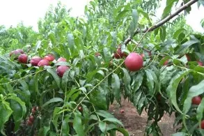 会东资讯:会东县四季鲜果采摘攻略:蓝莓、车厘子、油桃、芒果插图8 会东资讯:会东县四季鲜果采摘攻略:蓝莓、车厘子、油桃、芒果插图8
