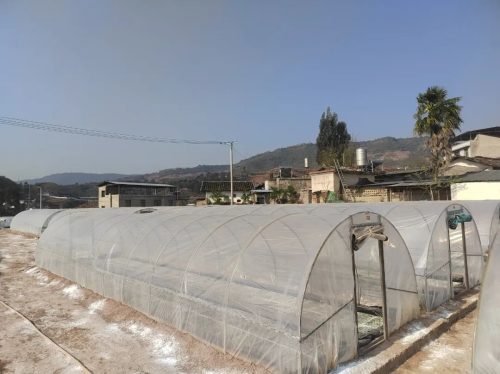 鲹鱼河镇抢抓时节，精细管理烤烟育苗，助力乡村振兴插图1