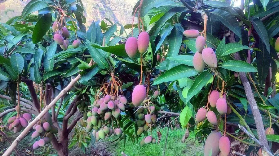 会东资讯:会东县四季鲜果采摘攻略:蓝莓、车厘子、油桃、芒果插图10 会东资讯:会东县四季鲜果采摘攻略:蓝莓、车厘子、油桃、芒果插图10