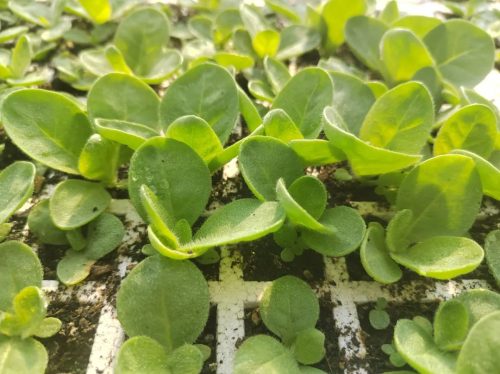 鲹鱼河镇抢抓时节，精细管理烤烟育苗，助力乡村振兴插图2