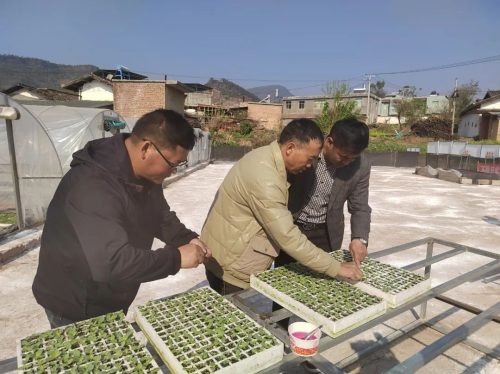 鲹鱼河镇抢抓时节，精细管理烤烟育苗，助力乡村振兴插图4