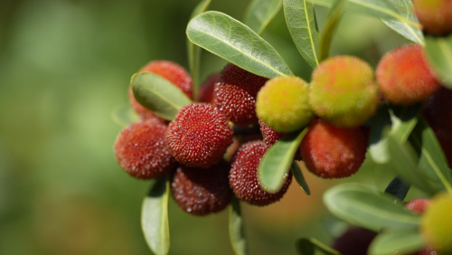 会理:力马河村杨梅盛宴,共赴“梅好”时光插图2 会理:力马河村杨梅盛宴,共赴“梅好”时光插图2