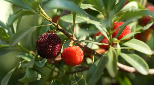 会理:力马河村杨梅盛宴,共赴“梅好”时光插图3 会理:力马河村杨梅盛宴,共赴“梅好”时光插图3