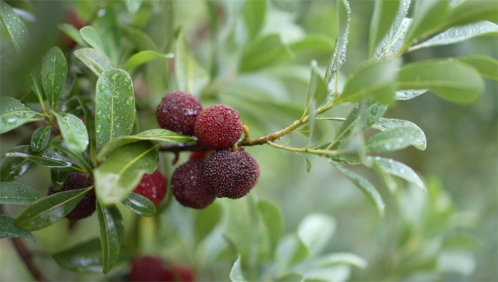 会理:力马河村杨梅盛宴,共赴“梅好”时光插图6 会理:力马河村杨梅盛宴,共赴“梅好”时光插图6