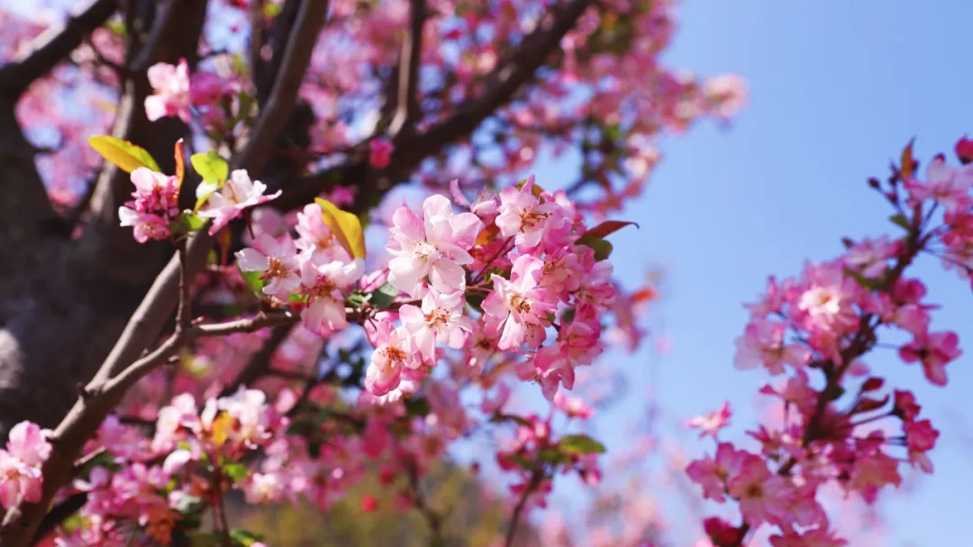 春日会东:花海绽放,诗意旅游新体验插图 春日会东:花海绽放,诗意旅游新体验插图