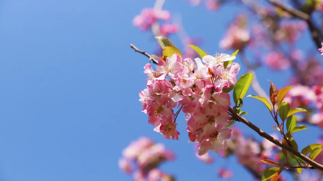 春日会东:花海绽放,诗意旅游新体验插图1 春日会东:花海绽放,诗意旅游新体验插图1