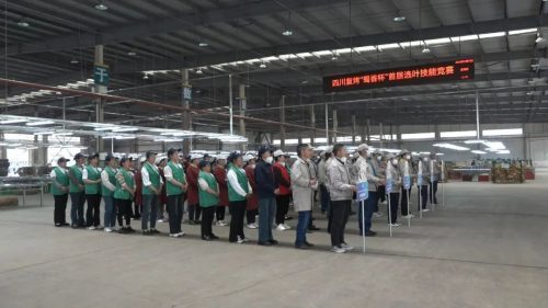 四川复烤“蜀香杯”选叶技能竞赛:提升服务质效,培育行业精英-会东网