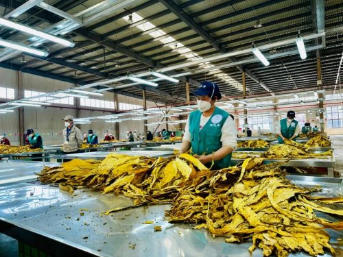 四川复烤“蜀香杯”选叶技能竞赛：提升服务质效，培育行业精英插图1