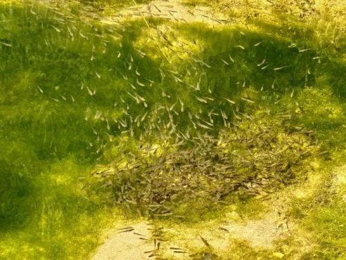 会东鲹鱼河治理显成效，生态恢复渔业兴，百姓受益-会东网