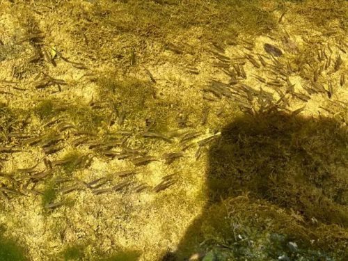 会东鲹鱼河治理显成效，生态恢复渔业兴，百姓受益插图2