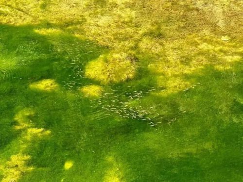 会东鲹鱼河治理显成效，生态恢复渔业兴，百姓受益插图1