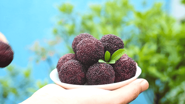 会理:力马河村杨梅盛宴,共赴“梅好”时光插图7 会理:力马河村杨梅盛宴,共赴“梅好”时光插图7